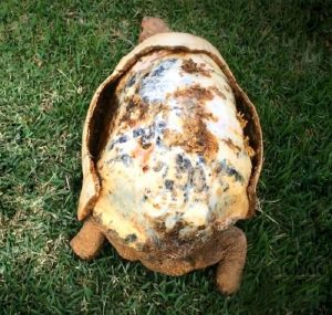 After being burned in a bushfire, Freddie the tortoise is lucky to be alive
