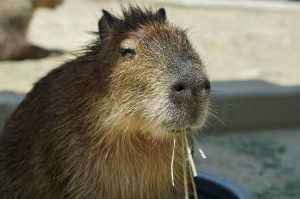 What does a capybara eat