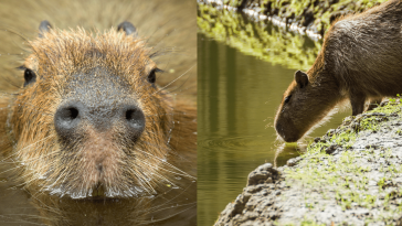 cute capybaras-min
