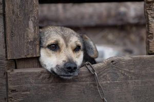 dog-g959e2b2ca_640