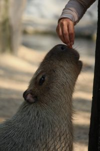 can you capybara pet