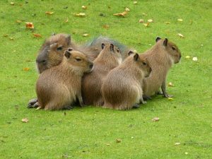how long do capybaras live