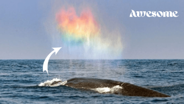 A Magical Moment Seems To Witness A Giant Blue Whale Blowing A Rainbow Heart