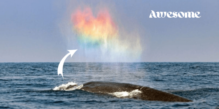 A Magical Moment Seems To Witness A Giant Blue Whale Blowing A Rainbow Heart