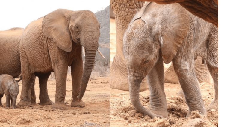 Heartwarming Moment: Orphaned Elephant Visits Her Keeper After 8 Years