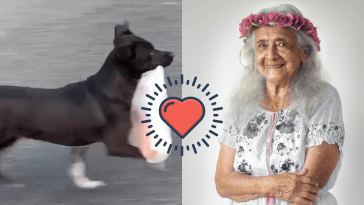 Meet The Dog Who Has Been Buying Food For His Cherished Grandmother Every Day For Ten Years