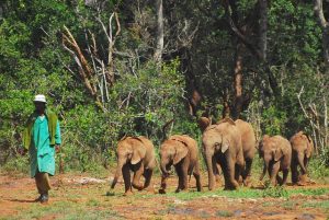 Sheldrick Wildlife Trust
