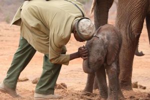 Who Is Loijuk, The Elephant, And What Happened To Her?