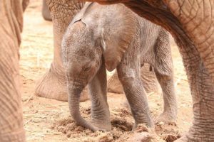 Credit: SHELDRICK WILDLIFE TRUST