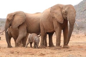 elephant family