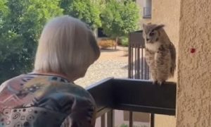 98 Year old Grandma talking to the owl who visits her every week