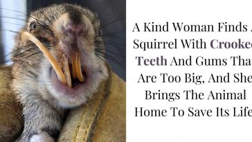 A Rancher Finds A Squirrel With Crooked Teeth And Gums That Are Too Big, And She Brings The Animal Home To Save Its Life