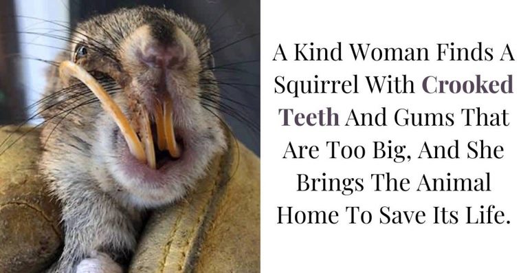 A Rancher Finds A Squirrel With Crooked Teeth And Gums That Are Too Big, And She Brings The Animal Home To Save Its Life
