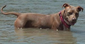 After falling off a fishing boat five miles from boat, the family dog, Monster, swam to safety