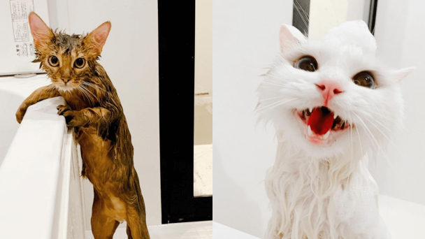 Do cats like to bathe or not? A beautiful series of pictures
