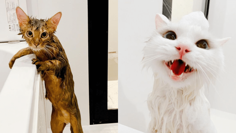 Do cats like to bathe or not? A beautiful series of pictures