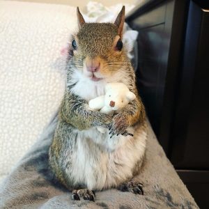 Do you know Jill the squirrel?