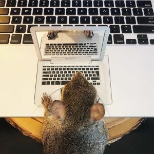 Jill maintains her blog while she isn't playing or sleeping. A Squirrel, This Girl