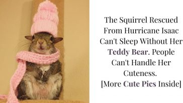 This Squirrel Was Saved From Hurricane Isaac. People Can't Get Over How Cute It Is That She Can't Sleep Without Her Teddy Bear