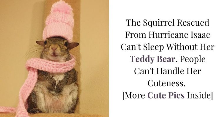 This Squirrel Was Saved From Hurricane Isaac. People Can't Get Over How Cute It Is That She Can't Sleep Without Her Teddy Bear