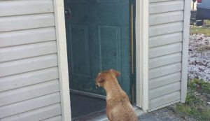 dog