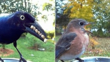 A Woman Set Up A Bird Photo Booth In Her Yard