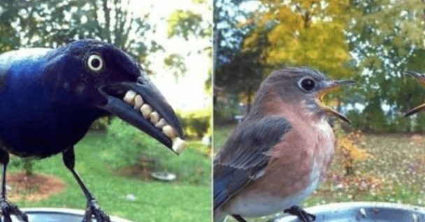 A Woman Set Up A Bird Photo Booth In Her Yard