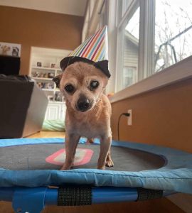 Bully was regarded by his previous owner as "a large dog in a little dog's body