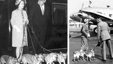 How Queen Elizabeth II Lived With Corgis