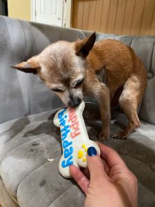 Hughes throws parties to celebrate every occasion with the senior dogs in their care to ensure they all feel special