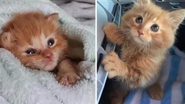 A Stray Cat That Has Been Saved Keeps Pleading With The Rescuers To Take It Into Their Family