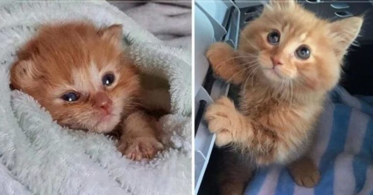 A Stray Cat That Has Been Saved Keeps Pleading With The Rescuers To Take It Into Their Family