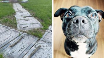 After A Stranger Began Placing Little Sticks On Dog Graves, People Were In Tears
