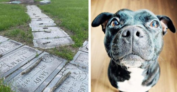 After A Stranger Began Placing Little Sticks On Dog Graves, People Were In Tears