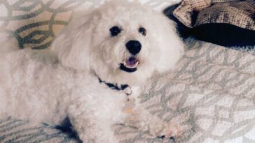 Dog 'Accidentally Orders Pay-Per-View Adult Videos, Leaving Owner Red-Faced.'