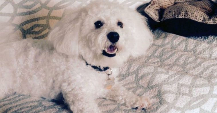 Dog 'Accidentally Orders Pay-Per-View Adult Videos, Leaving Owner Red-Faced.'