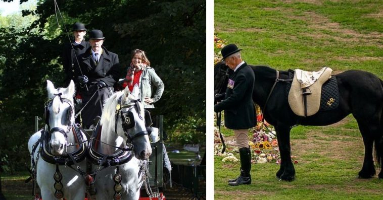 Jane Fryer, Queens' Unique Gray Shire Horses Honor The Late Queen