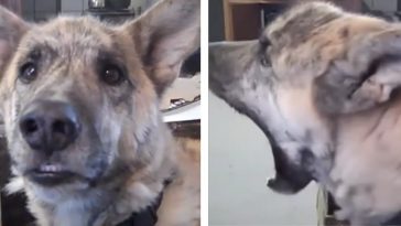 Over 200 Million People Have Viewed A Talking Dog Video On Youtube