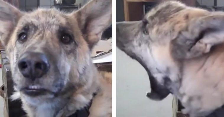 Over 200 Million People Have Viewed A Talking Dog Video On Youtube