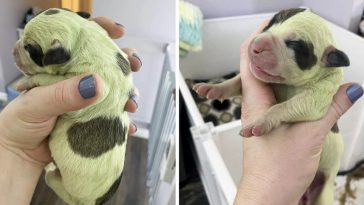 Owners Of A Nova Scotia Bulldog Are Shocked When Their Dog Gives Birth To A Bright Green Puppy
