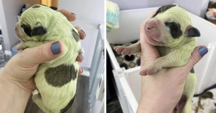 Owners Of A Nova Scotia Bulldog Are Shocked When Their Dog Gives Birth To A Bright Green Puppy