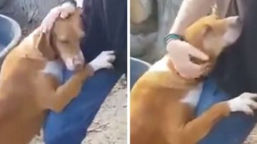 Until He Decides To Adopt Her, The Dog Hugs The Reporter Who Is Visiting A Shelter For A Story