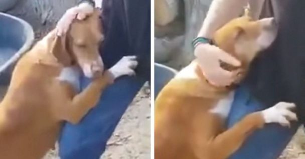 Until He Decides To Adopt Her, The Dog Hugs The Reporter Who Is Visiting A Shelter For A Story