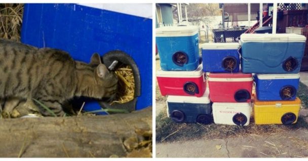 This Man Is Recycling Old Picnic Coolers Into Shelters For Stray Cats For Winter!
