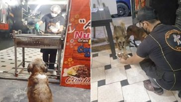 Every Stray Dog That Visits The Restaurant Receives A Free Meal From The Kind Owner
