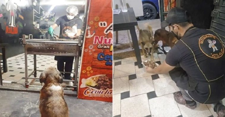 Every Stray Dog That Visits The Restaurant Receives A Free Meal From The Kind Owner