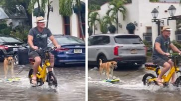 Incredible: Smart Dog Learns To Surf On Flooded Streets