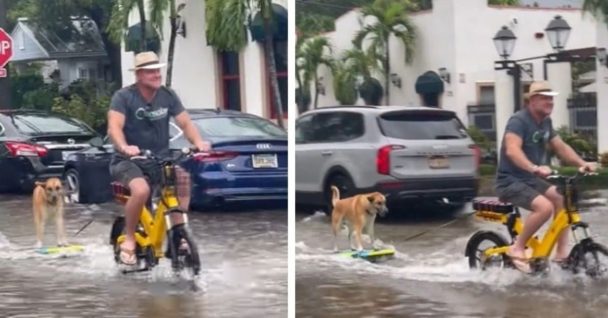 Incredible: Smart Dog Learns To Surf On Flooded Streets