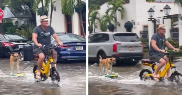 Incredible: Smart Dog Learns To Surf On Flooded Streets