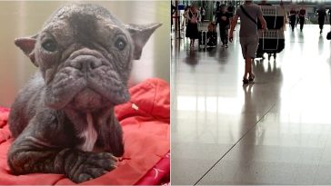 Little Dog Saved From Meat Truck, Awaited Her "Human Angel" At The Airport